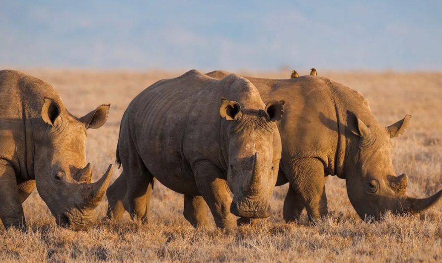 Namibia’s Wildlife Expedition: Embracing Africa’s Magnificent Fauna