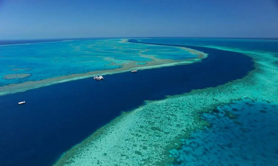 A Day Trip to the Great Barrier Reef: Unmissable Islands and Coral Reefs