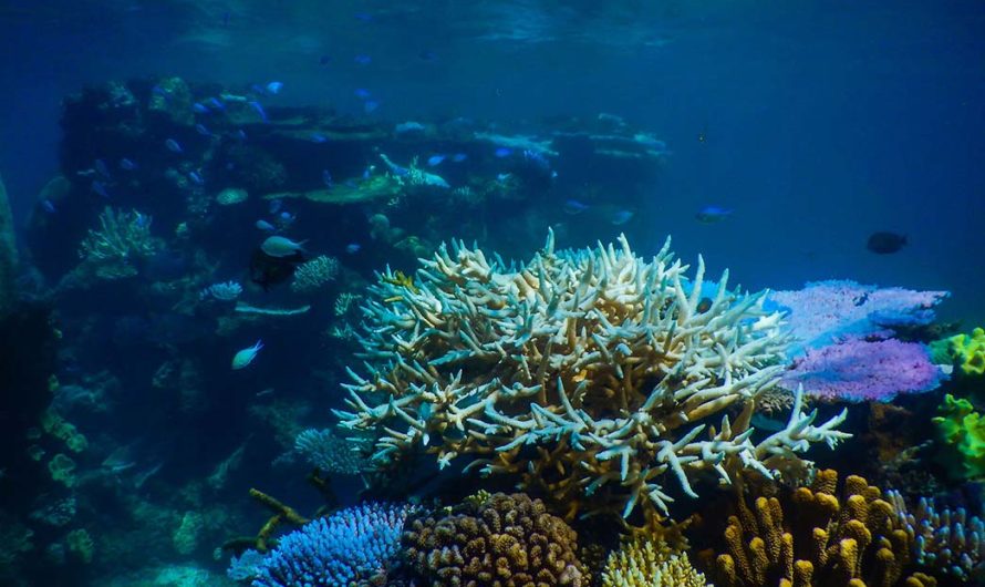 Navigating the Great Barrier Reef: Tips and Insights for a Seamless Journey