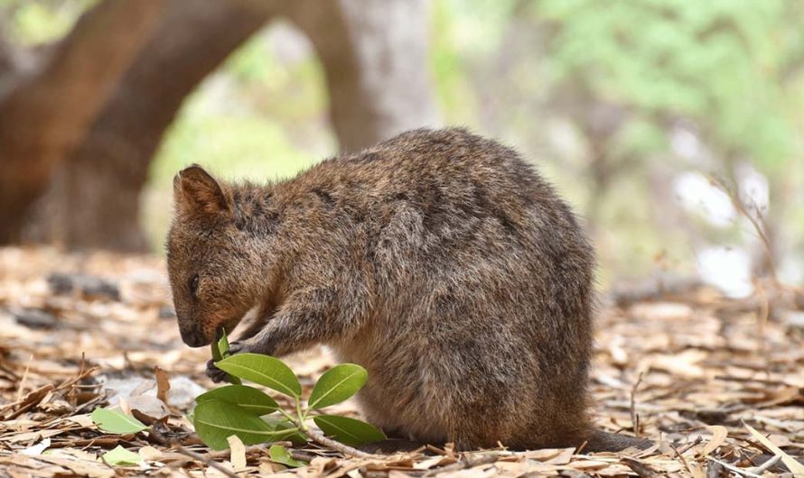 Wild Encounters: Unveiling Australia’s Distinctive Wildlife near Perth