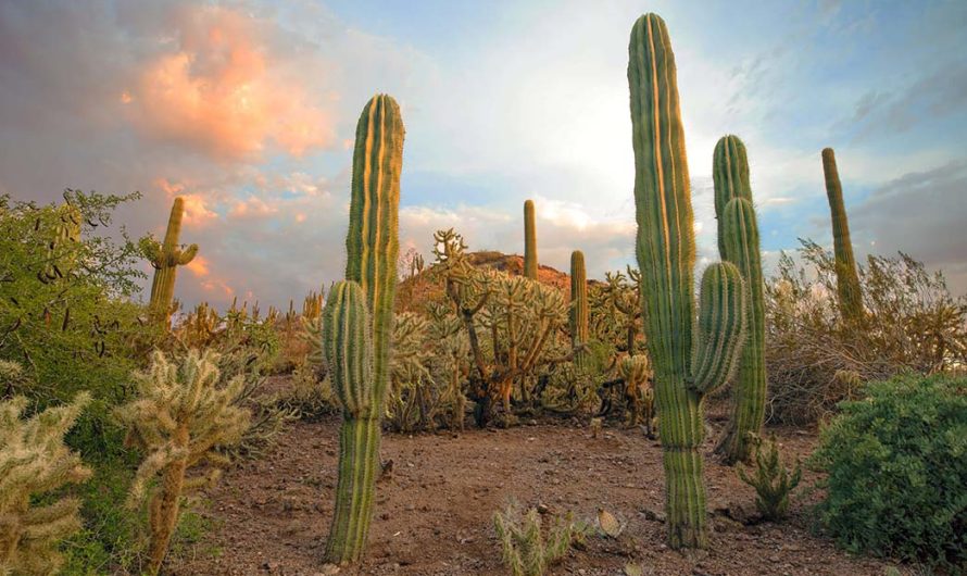 Phoenix Adventure: Discovering the Unique Charms of the Desert City